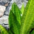Kép 7/8 - Sansevieria aubrytiana 'Nite Lite'