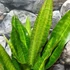 Kép 8/8 - Sansevieria aubrytiana 'Nite Lite'