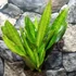 Kép 1/8 - Sansevieria aubrytiana 'Nite Lite'