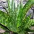 Kép 1/7 - Sansevieria aubrytiana "Jaboa"