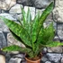 Kép 2/7 - Sansevieria aubrytiana "Jaboa"
