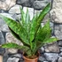 Kép 3/7 - Sansevieria aubrytiana "Jaboa"