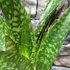 Kép 4/7 - Sansevieria aubrytiana "Jaboa"