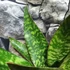 Kép 5/7 - Sansevieria aubrytiana "Jaboa"