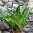 Kép 6/7 - Sansevieria aubrytiana "Jaboa"
