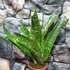 Kép 7/7 - Sansevieria aubrytiana "Jaboa"