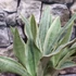 Kép 2/7 - Sansevieria aubrytiana 'Sayuri'