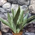 Kép 3/7 - Sansevieria aubrytiana 'Sayuri'