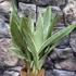 Kép 5/7 - Sansevieria aubrytiana 'Sayuri'