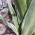 Kép 6/7 - Sansevieria aubrytiana 'Sayuri'