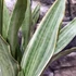Kép 7/7 - Sansevieria aubrytiana 'Sayuri'