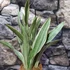 Kép 1/7 - Sansevieria aubrytiana 'Sayuri'