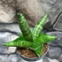 Kép 2/4 - Sansevieria cylindrica "Boncellis"