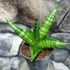 Kép 3/4 - Sansevieria cylindrica "Boncellis"