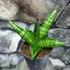 Kép 4/4 - Sansevieria cylindrica "Boncellis"