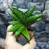 Kép 3/6 - Sansevieria cylindrica Classic Fan