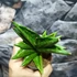 Kép 4/6 - Sansevieria cylindrica Classic Fan