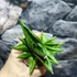 Kép 5/6 - Sansevieria cylindrica Classic Fan