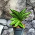 Kép 2/6 - Sansevieria cylindrica Classic Fan