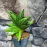 Kép 6/6 - Sansevieria cylindrica Classic Fan