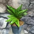 Kép 1/6 - Sansevieria cylindrica Classic Fan