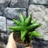 Kép 2/4 - Sansevieria cylindrica Rocky Crown