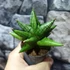 Kép 3/4 - Sansevieria cylindrica Rocky Crown