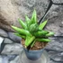 Kép 4/4 - Sansevieria cylindrica Rocky Crown