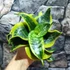Kép 2/5 - Sansevieria hahnii Tornado
