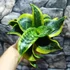 Kép 1/5 - Sansevieria hahnii Tornado