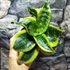 Kép 3/5 - Sansevieria hahnii Tornado