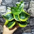 Kép 5/5 - Sansevieria hahnii Tornado