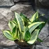 Kép 5/14 - Sansevieria hahnii 'Jade Multicolor'