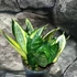 Kép 6/14 - Sansevieria hahnii 'Jade Multicolor'