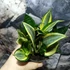 Kép 7/14 - Sansevieria hahnii 'Jade Multicolor'