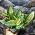 Kép 8/14 - Sansevieria hahnii 'Jade Multicolor'