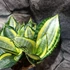 Kép 2/14 - Sansevieria hahnii 'Jade Multicolor'