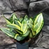 Kép 3/14 - Sansevieria hahnii 'Jade Multicolor'