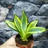 Kép 9/14 - Sansevieria hahnii 'Jade Multicolor'