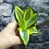 Kép 10/14 - Sansevieria hahnii 'Jade Multicolor'