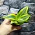 Kép 11/14 - Sansevieria hahnii 'Jade Multicolor'