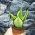 Kép 12/14 - Sansevieria hahnii 'Jade Multicolor'