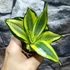 Kép 13/14 - Sansevieria hahnii 'Jade Multicolor'