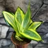Kép 1/14 - Sansevieria hahnii 'Jade Multicolor'