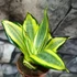 Kép 14/14 - Sansevieria hahnii 'Jade Multicolor'