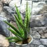 Kép 3/7 - Sansevieria 'Royal Fan'
