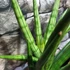 Kép 4/7 - Sansevieria 'Royal Fan'