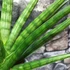 Kép 2/7 - Sansevieria 'Royal Fan'
