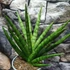 Kép 1/7 - Sansevieria 'Royal Fan'