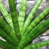 Kép 5/7 - Sansevieria 'Royal Fan'